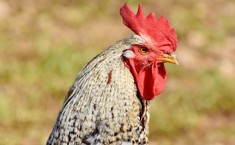 2025 Rooster Horoscope: Career, Wealth, Love & Health