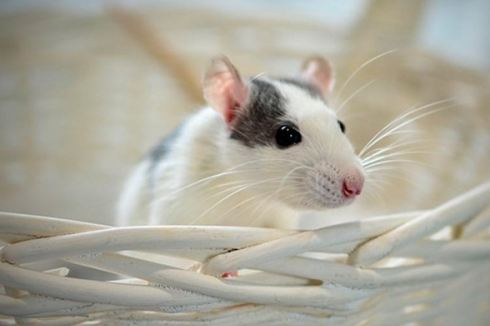 2025 Rat Horoscope: Career, Wealth, Love & Health