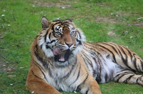 2025 Tiger Horoscope: Career, Wealth, Love & Health