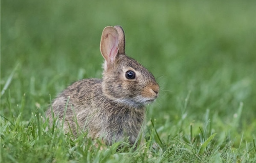 2025 Rabbit Horoscope: Career, Wealth, Love & Health