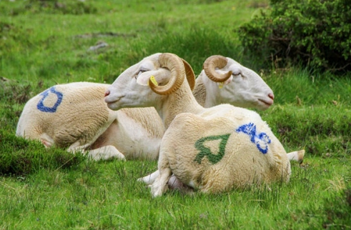 2025 Goat Horoscope: Career, Wealth, Love & Health