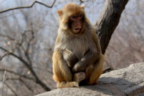 2025 Monkey Horoscope: Career, Wealth, Love & Health