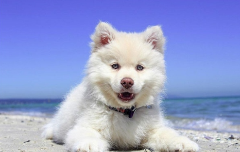 2025 Dog Horoscope: Career, Wealth, Love & Health