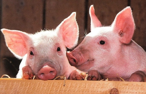 2025 Pig Horoscope: Career, Wealth, Love & Health