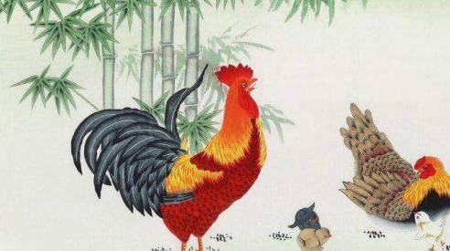 Rooster Love Compatibility:Best and Worst Matches(Chart)